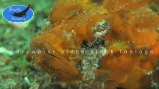 0129_orange humpback scorpionfish close up, 4K underwater video stock footage