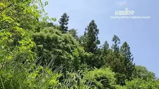 소리사랑,soundlove.시원한 자연의 소리