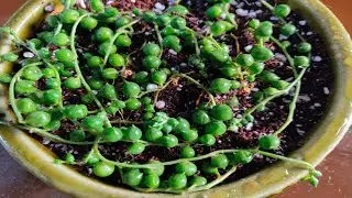 String of pearls grow n care | how to grow string of pearls plant | string of pearls | Niti