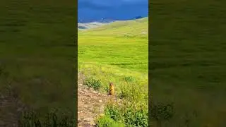 deosai national Park #foryou #reels  #youtubeshorts #shorts #short #fyp #fypシ