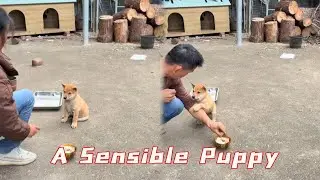 This Well-Behaved Puppy Can Perfectly Complete Any Task Its Owner Assigns!
