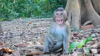 Really Pity Poor Baby Monkey Try To Walk Crying And Scaring