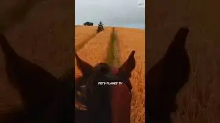 Riding a horse POV #shorts