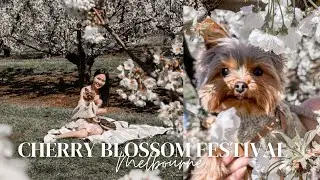 A DAY IN A LIFE OF A YORKIE PUPPY: YORKIE GOES TO CHERRY BLOSSOM FESTIVAL