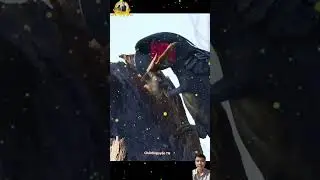 Con vẹt triệu chọc con rắn bị phun nọc đọc #thegioidongvat #shortvideo #shotrs