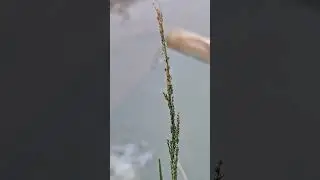 Peaceful Morning ASMR | Rice Field Ambience #asmr #asmrsounds #asmrvideo #calming #morningvibe