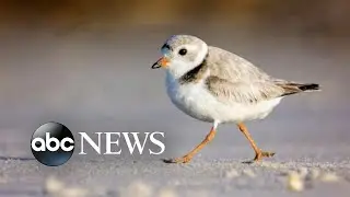 Bird species most at risk of extinction in US