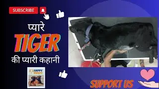Urgent: Help Save Tiger the Dog