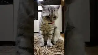 На чем вертим санкции #cat #веселыекоты #кот #прикольныекоты #юмор #видосыоткота #котик #котики