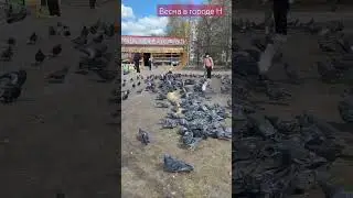 Весна в городе Н 💖💖💖🔥 #весна #spring #голуби