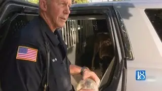Russiaville K-9 officer battling health problem