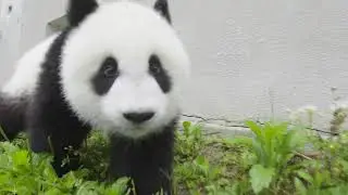 Panda Siblings Love or Fight!