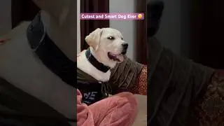 So Famous and Cutest Dog Ever😍#viral #funnydog #funny #cute #labrador