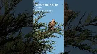wild Kestrel - bird of prey - in the UK #documentary #wildlife #ecology #rewilding #biology #animals