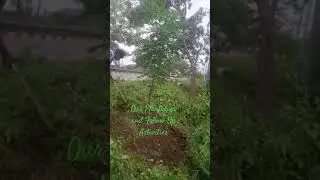 #growmoretrees 🌳🌲🌱☘️🌿🙏🙏🐥🐠🐟
