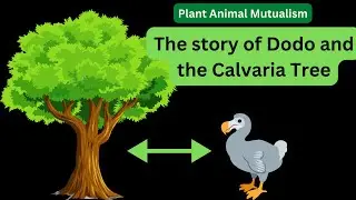 the story of Dodo and the Calvaria Tree