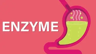 What is an Enzyme | Enzyme Kia Hain? | Free Animated Education | Urdu/Hindi