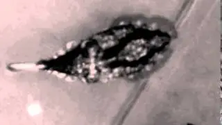 Cuttle Shuttle Analysis - Cropped and Aligned: Dora, Day 20, Tentacle Shot 02