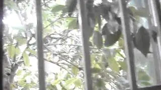 Backyard Friendly Squirrel