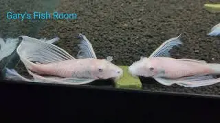 Longfin Snow White Bristlenose Breeding Group!