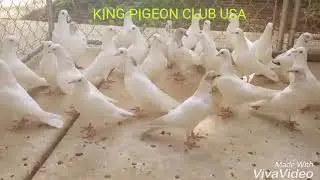 KING KABOOTAR CLUB CALIFORNIA USA