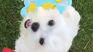 POOCH ON A PEDESTAL: Anxious Puppy Cavachon Socialisation Success!