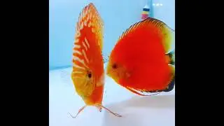 Red Rafflesia discus fish pair with fries