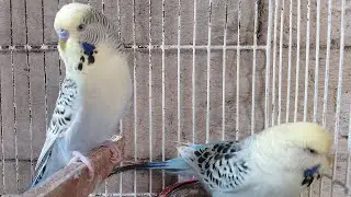 12 parejas de periquitos,pseudos y australianos del aviario