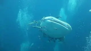 Two Whale Shark at  Sail Rock 25 April 2017 Underwater video