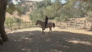 Caballo duro de boca - Como enseño a parar y recular