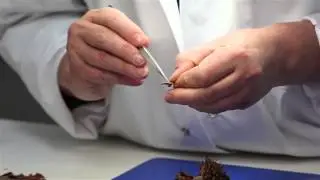 Путешествие по сосне Воллеми