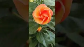 மலரும் நேரம்! #flower #garden #passion #hibiscus #colourful #ytshorts #tamilsong #shortsfeed #viral
