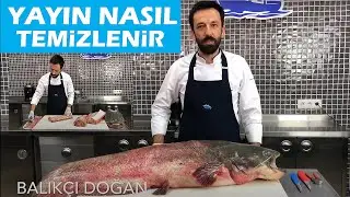 Yayın balığı nasıl temizlenir How to clean giant Catfish ( BALIK TEMİZLEME , BALIK PİŞİRME)
