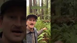 Coast Redwoods acting as Ecosystem Engineers