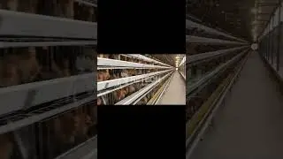 Commercial automatic layer hen poultry chicken farm business - RETECH Farming