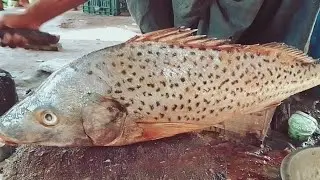 worlds biggest snapper||permit fishing||Freedive spearfishing||fish cutting expert