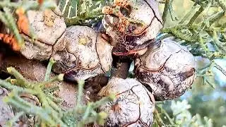 Nature ASMR | Wonders of nature: Frozen pine nuts in the cold winter of the Alps #asmr #alps #nature