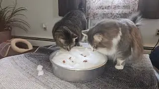 Kitty Snow day. Introducing our house cats Top Cat and Pixie to snow