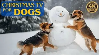 TV FOR DOGS in Christmas 🐶 Dog Anti-Anxiety treatment🎵Winter cozy music for dogs 2025