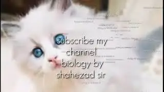 Sycon( original )
