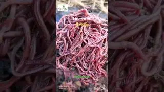 केंचुए वो भी मात्र ₹100/kg🪱 #new life Organics #Vermicompost #compost #eiseniafetida #worms #farming