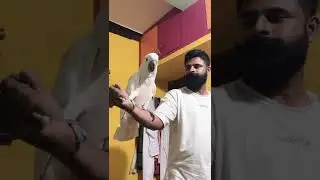 cockatoo bird price in kolkata |8144380366|cockatoo price in india|galif Street pet market