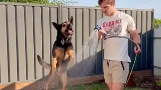 This dog BEEFS with water 