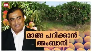 അംബാനിയുടെ 600 ഏക്കർ മാമ്പഴത്തോട്ടത്തിന് പിന്നിലെ രഹസ്യം ഇതാണ് |Mukesh Ambani| |Mango Farm|