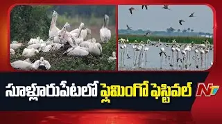 Pulicat Flamingo Festival In Sullurpet | Nellore | NTV Telugu