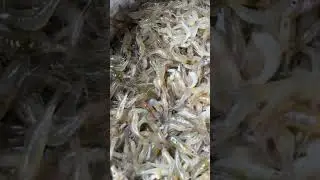 Dashi Fresh Shrimp Fish Sale in Local Market 🦐🔥