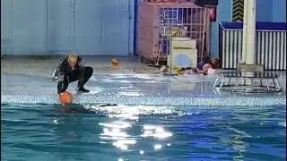 Dolphin show #video#funny