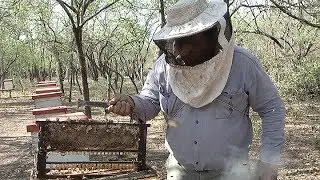 Apicultura argentina, una actividad productiva que destaca al pa&iacute;s en el mundo