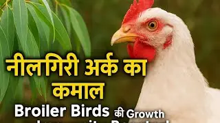 Broiler Poultry में नीलगिरी के पत्तों का अर्क | Natural Treatment for CRD & Immunity