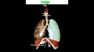Respiratory system of human ! 3D  Animation ! #shorts